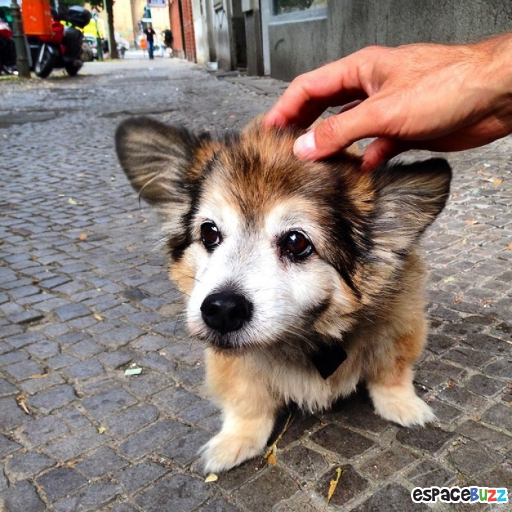 Découvrez le Top 12 des photos de chiens les plus adorables
