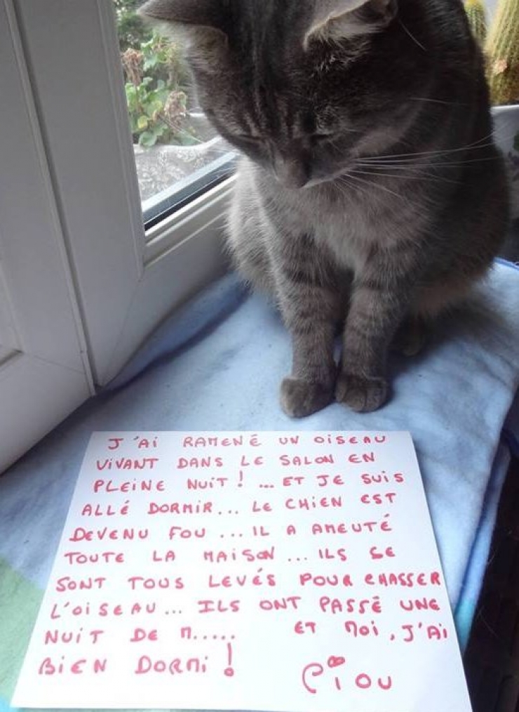 La Rentrée De La Honte La pancarte de la honte, LA solution quand nos chats adorés cumulent