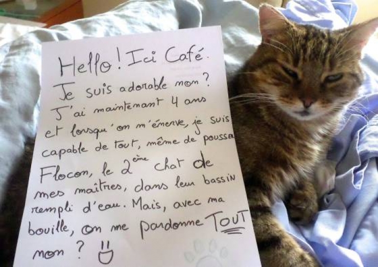 La Rentrée De La Honte La pancarte de la honte, LA solution quand nos chats adorés cumulent