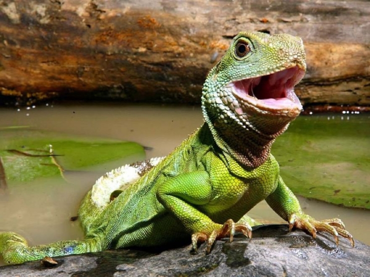 21 photos qui prouvent que les reptiles aussi savent se montrer ...