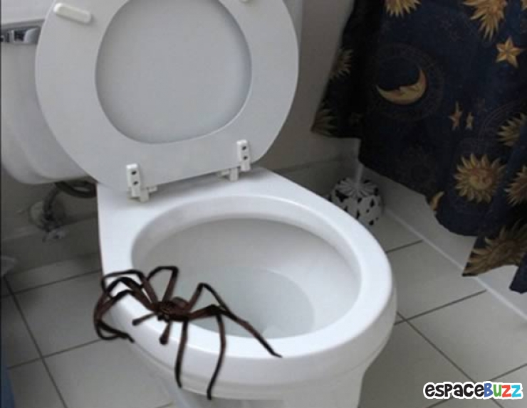 Animalia version WC ces animaux qui ont inexplicablement atterri dans vos toilettes