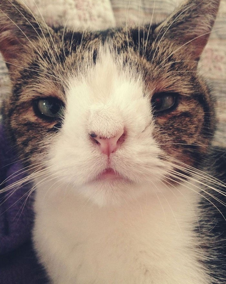 Monty, un chat pas comme les autres devenu la vedette du Web