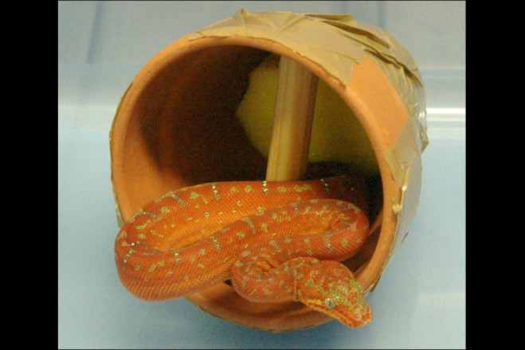 Illustration de l'article : Aéroports: Découvrez Les 19 saisies douanières les plus insolites du moment! La 8 est vraiment incroyable!