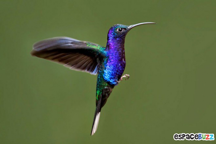 Toute la beauté du colibri en 10 photos