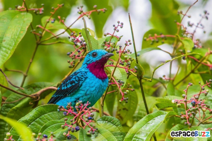 Exotic Birds Loiseau Exotic Birds Loiseau