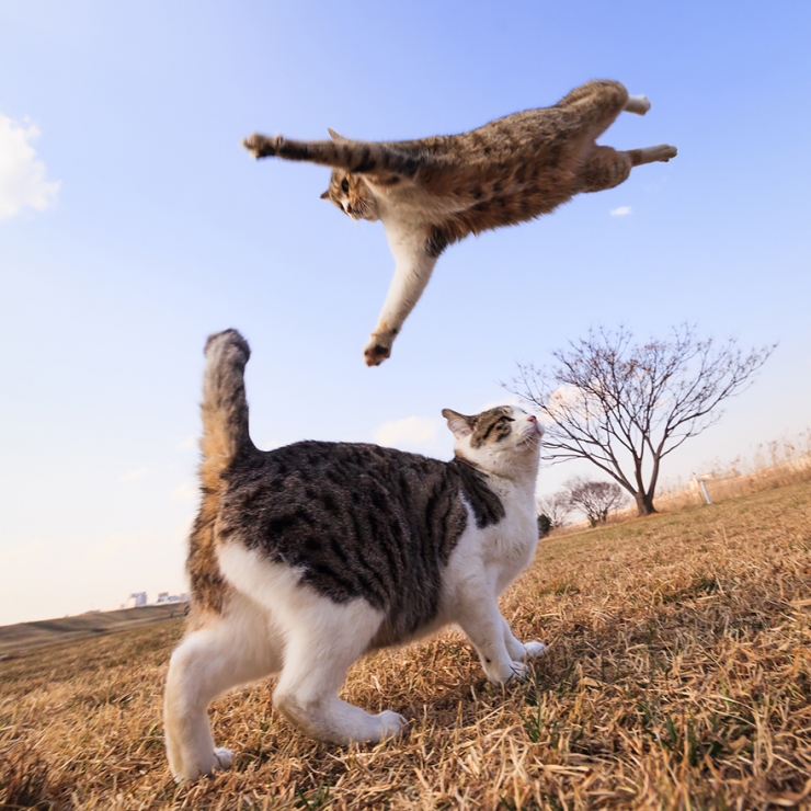 18 photos qui prouvent que les chats sautent comme de vrais ninjas