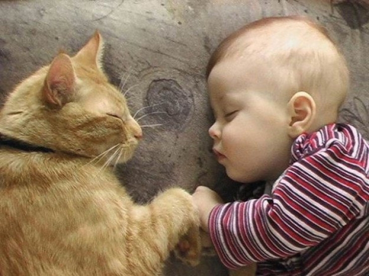 Est Ce Que Les Chats Savent Nager Les chats savent aussi faire preuve de tendresse. Démonstration en 24