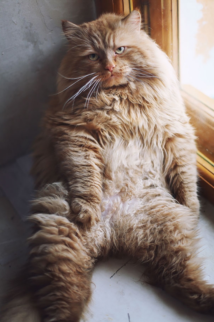 20 des plus gros chats présents sur terre ! Ils sont magnifiques