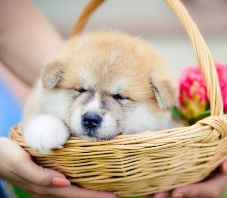 25 chiens qui ressemblent trop à des oursons en peluche