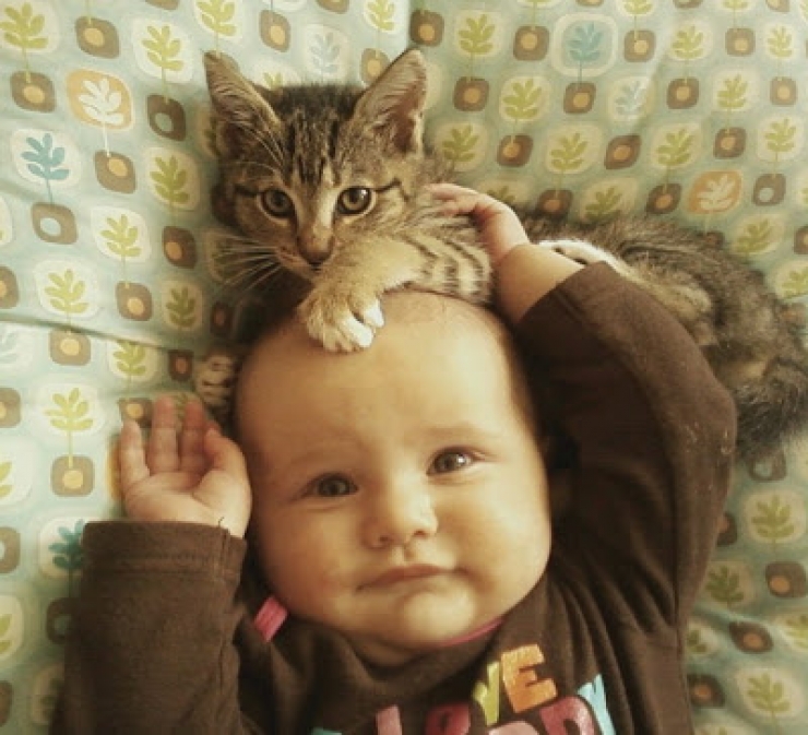 Chats et bébés complices 19 merveilleuses photos pour faire le plein de bonne humeur
