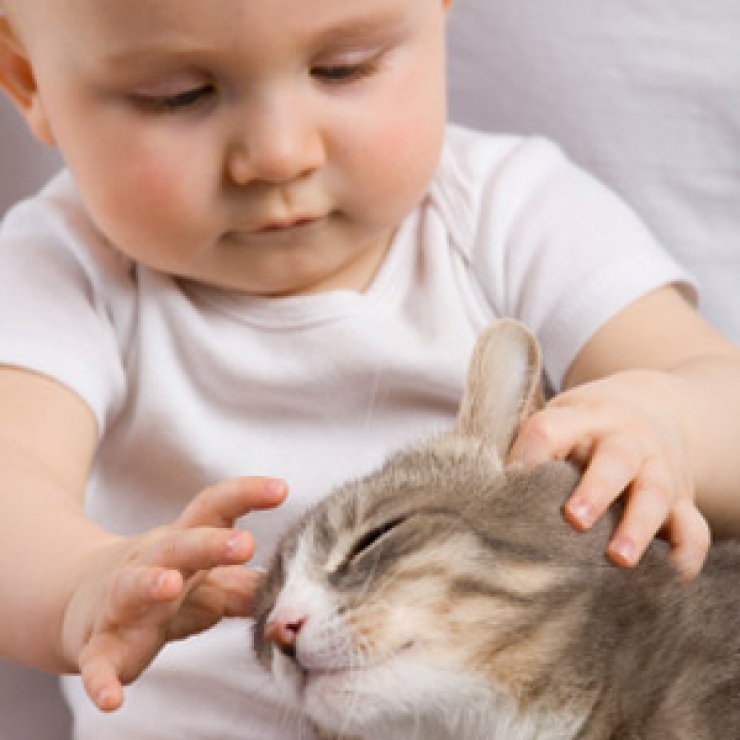 Chats et bébés complices 19 merveilleuses photos pour faire le plein de bonne humeur