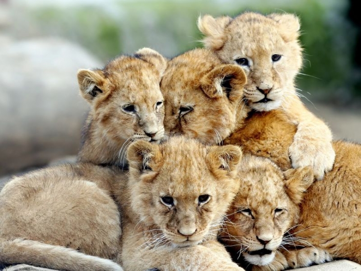 Animaux Le Plus Mignon Du Monde Les câlins d'animaux les plus mignons du monde