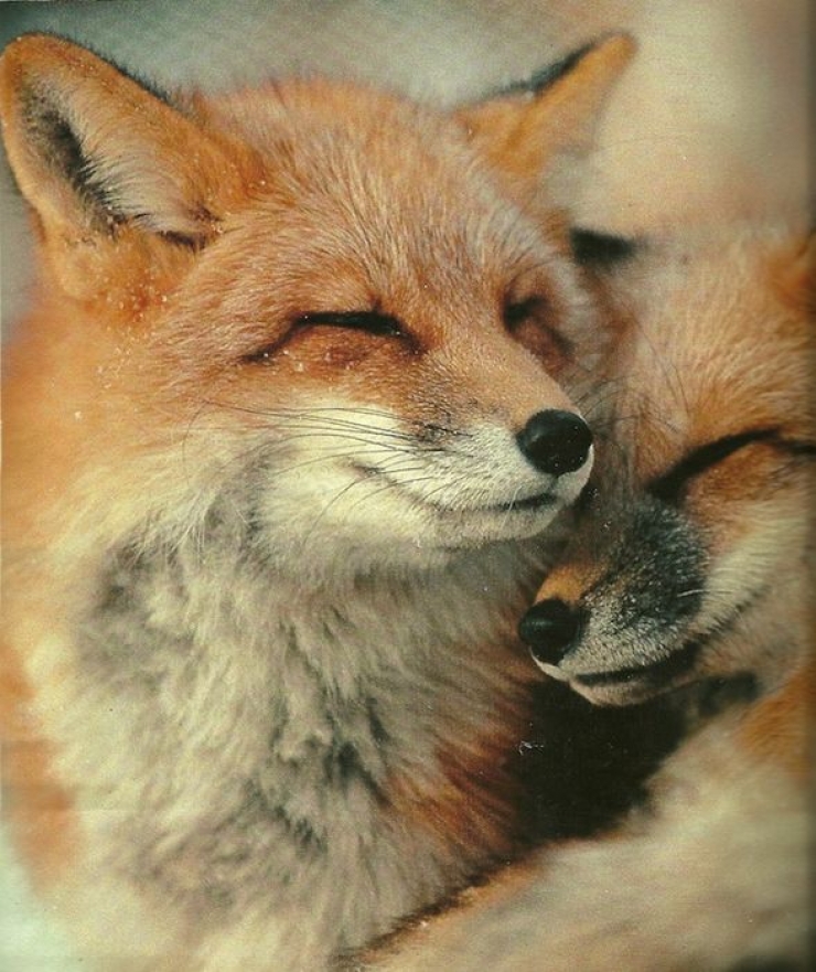 Animaux Le Plus Mignon Au Monde Les câlins d'animaux les plus mignons du monde