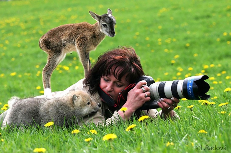 quels sont les animaux curieux