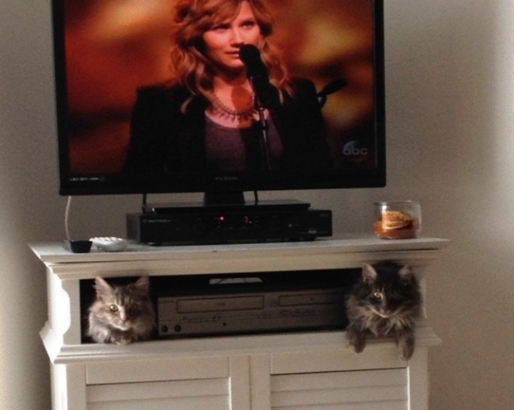 Je N Ai Plus De Son Sur Ma Télé 17 chats qui ne veulent pas partager la télévision