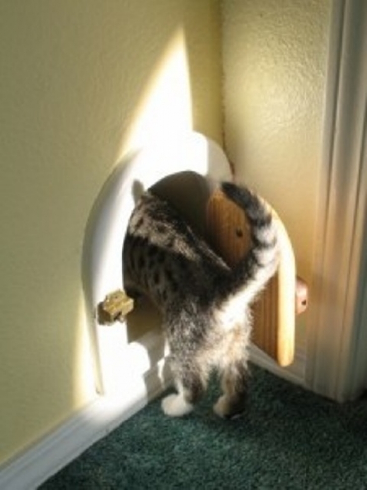 Illustration de l'article : Besoin de cacher la litière de votre chat ? Voici 34 idées qui devraient vous intéresser !