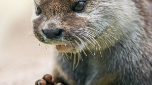 quels sont les animaux qui vivent dans une aire