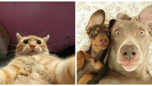 8 parmi les selfies d'animaux les plus improbables (et drôles)