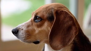 Image illustrant l'article 8 races de chiens les plus douces