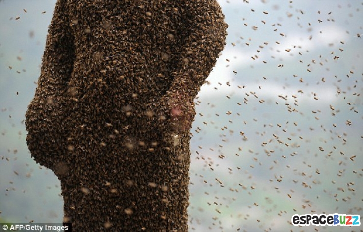 Illustration de l'article : Cette homme se fait recouvrir le corps par plus de 460 000 abeilles !