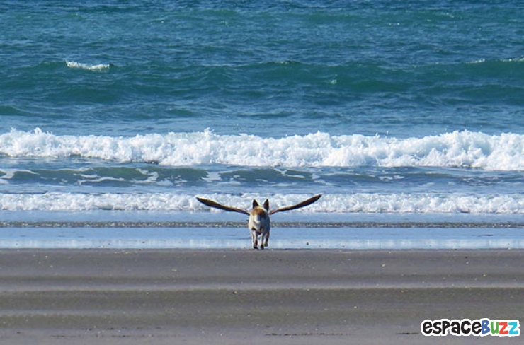 Illustration de l'article : La compile ultime des photos prises avec un timing parfait (the most perfectly timed photos ever)
