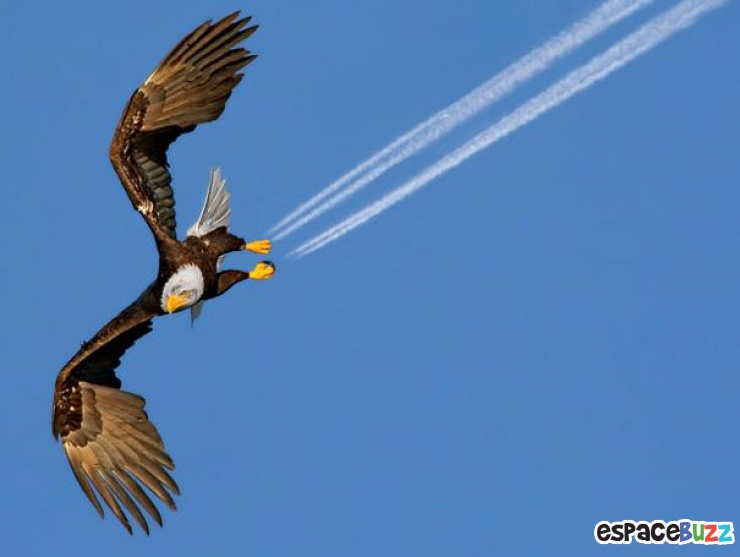 Illustration de l'article : La compile ultime des photos prises avec un timing parfait (the most perfectly timed photos ever)