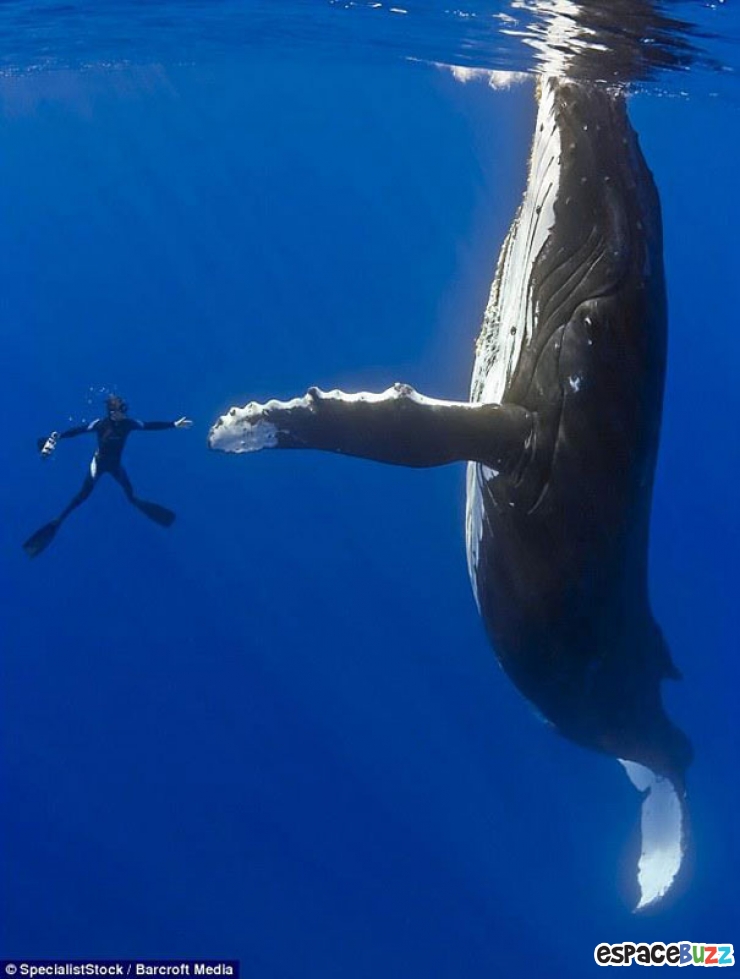 Illustration de l'article : La compile ultime des photos prises avec un timing parfait (the most perfectly timed photos ever)