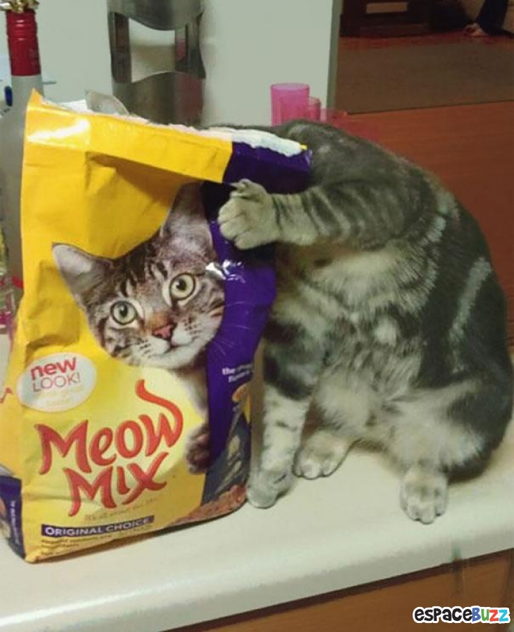 Illustration de l'article : La compile ultime des photos prises avec un timing parfait (the most perfectly timed photos ever)