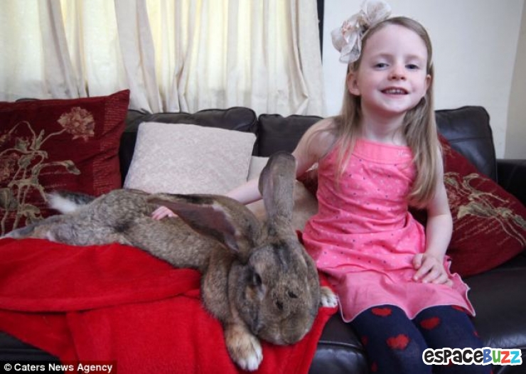 Illustration de l'article : Record: Le plus gros lapin du monde pèse 22 kilos (photos)