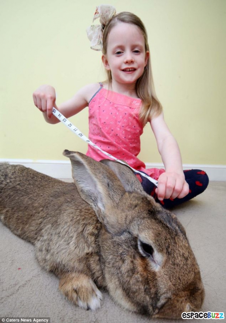 Illustration de l'article : Record: Le plus gros lapin du monde pèse 22 kilos (photos)