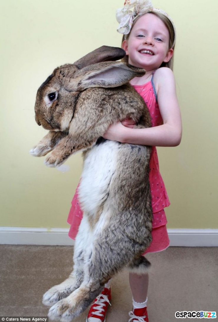 Illustration de l'article : Record: Le plus gros lapin du monde pèse 22 kilos (photos)
