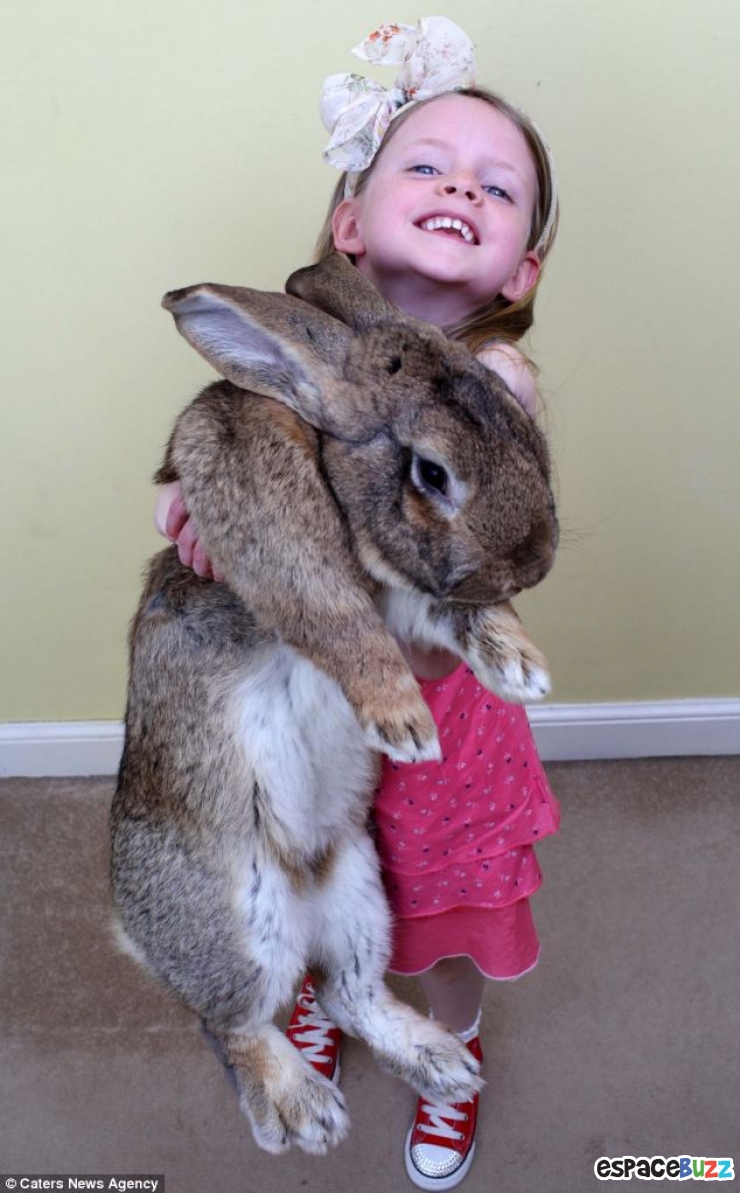 Illustration de l'article : Record: Le plus gros lapin du monde pèse 22 kilos (photos)