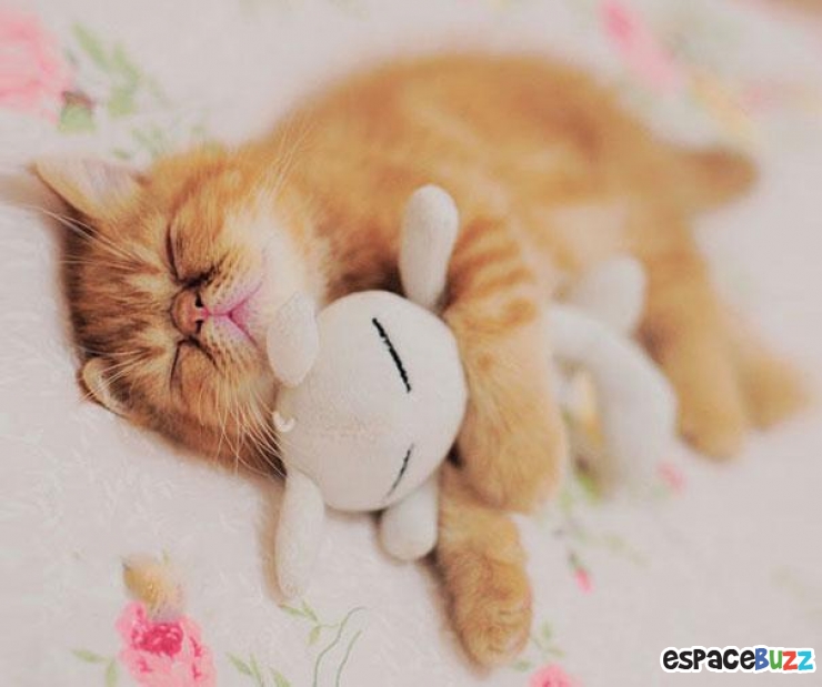 Illustration de l'article : 24 adorables photos d’animaux qui font des câlins avec des peluches