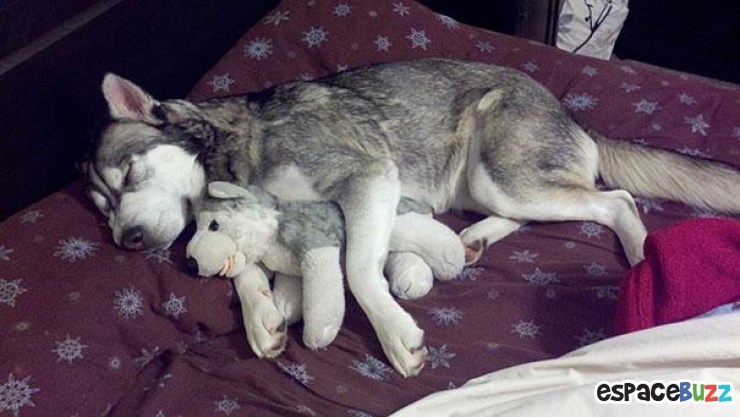 Illustration de l'article : 24 adorables photos d’animaux qui font des câlins avec des peluches