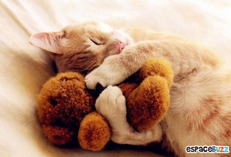 Illustration de l'article : 24 adorables photos d’animaux qui font des câlins avec des peluches