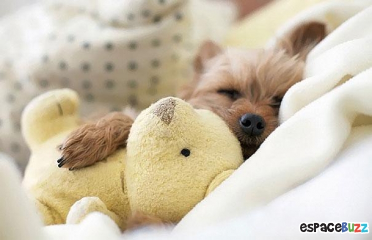 Illustration de l'article : 24 adorables photos d’animaux qui font des câlins avec des peluches