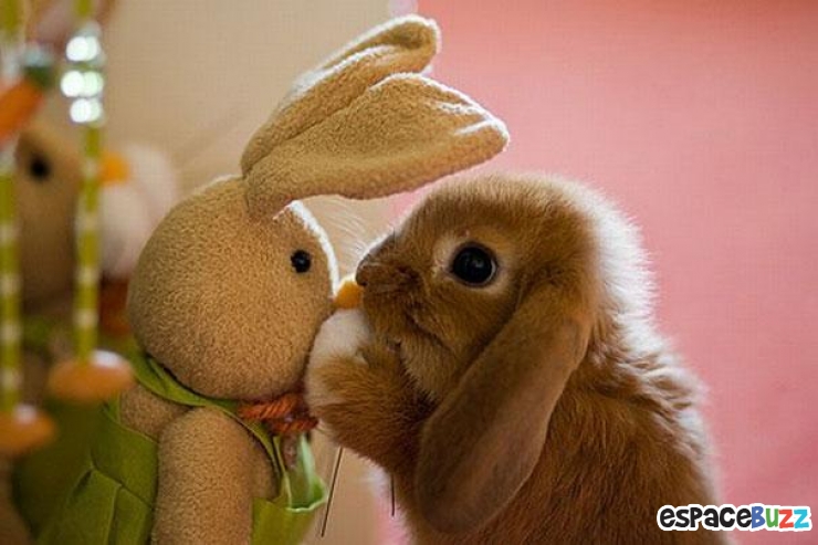 Illustration de l'article : 24 adorables photos d’animaux qui font des câlins avec des peluches