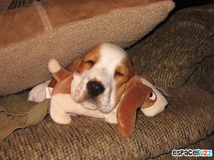 Illustration de l'article : 24 adorables photos d’animaux qui font des câlins avec des peluches