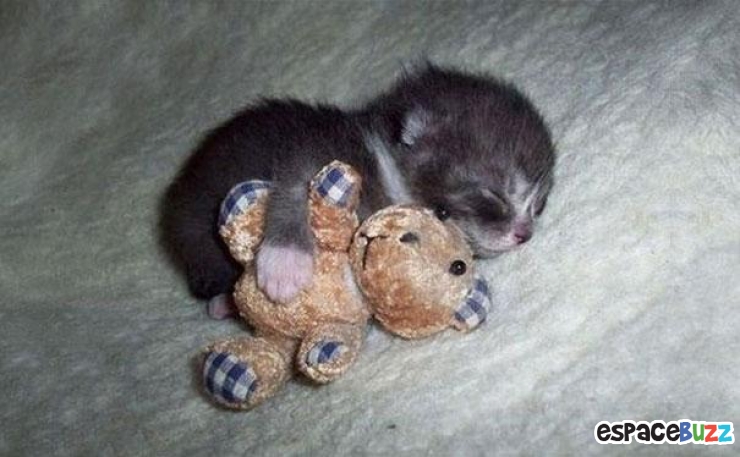 Illustration de l'article : 24 adorables photos d’animaux qui font des câlins avec des peluches