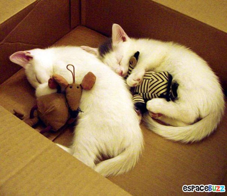 Illustration de l'article : 24 adorables photos d’animaux qui font des câlins avec des peluches