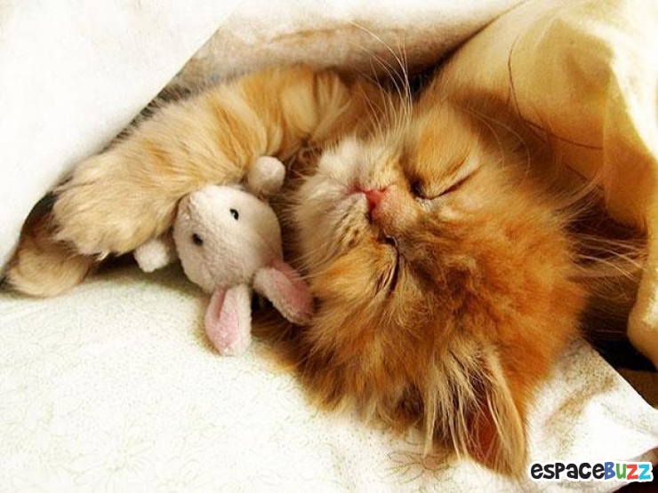 Illustration de l'article : 24 adorables photos d’animaux qui font des câlins avec des peluches