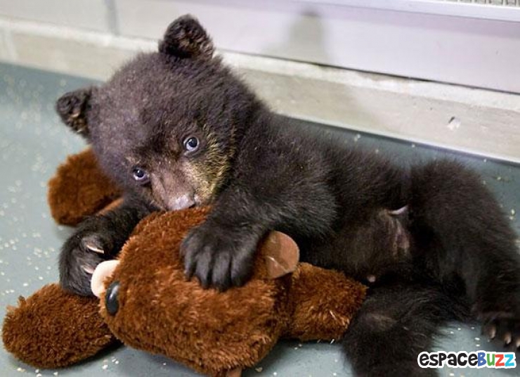 Illustration de l'article : 24 adorables photos d’animaux qui font des câlins avec des peluches