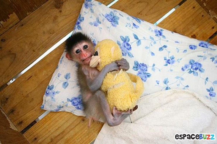 Illustration de l'article : 24 adorables photos d&rsquo;animaux qui font des c&acirc;lins avec des peluches