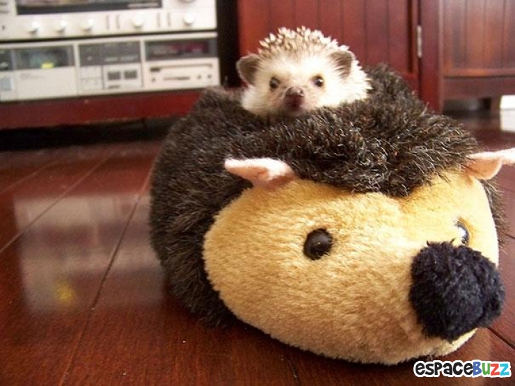 Illustration de l'article : 24 adorables photos d’animaux qui font des câlins avec des peluches