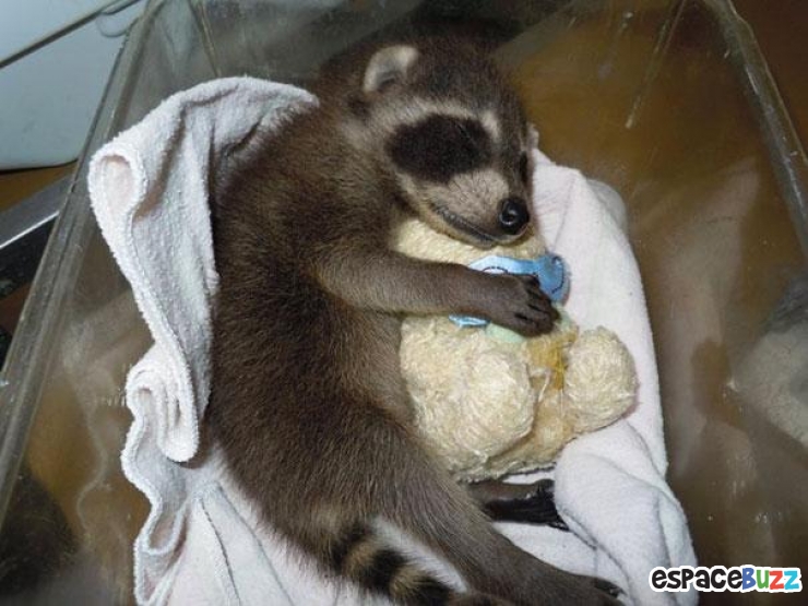 Illustration de l'article : 24 adorables photos d’animaux qui font des câlins avec des peluches