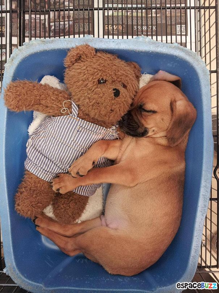 Illustration de l'article : 24 adorables photos d’animaux qui font des câlins avec des peluches