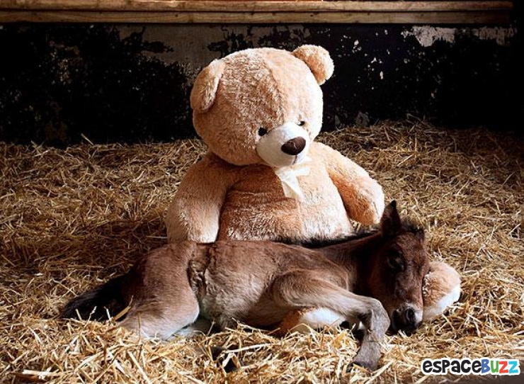 Illustration de l'article : 24 adorables photos d’animaux qui font des câlins avec des peluches