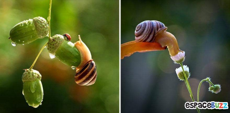 Illustration de l'article : Mignon: Pénétrez dans le monde miniature des escargots (photos)