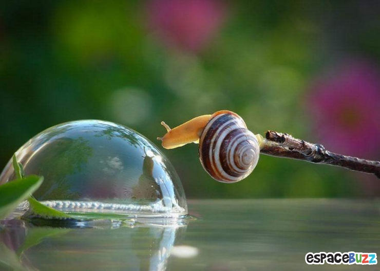 Illustration de l'article : Mignon: Pénétrez dans le monde miniature des escargots (photos)