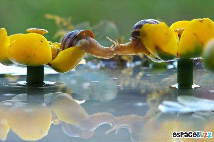 Illustration de l'article : Mignon: Pénétrez dans le monde miniature des escargots (photos)